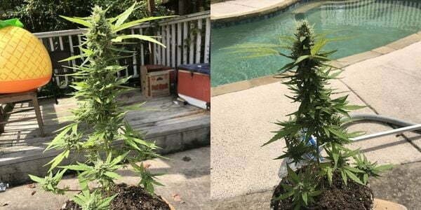 Well flowered marijuana plants