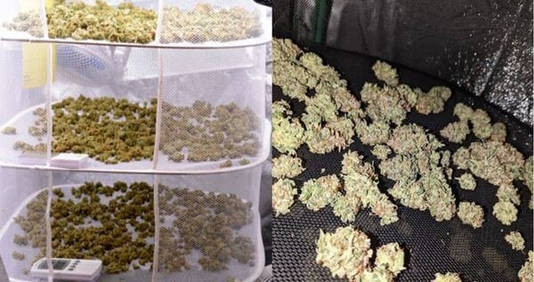 racks vs screen marijuana drying