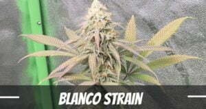 Blanco cannabis Strain