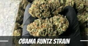 obama runtz cannabis strain info