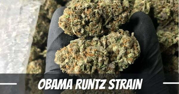 obama runtz cannabis strain info
