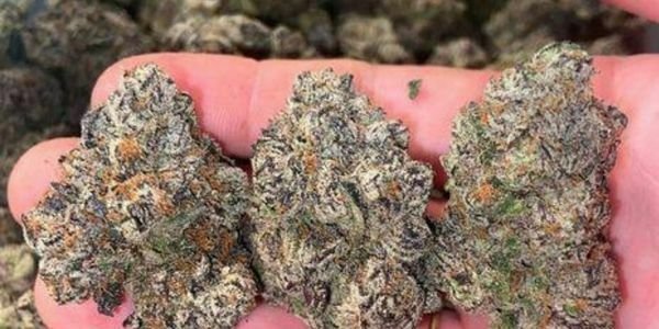 Obama Runtz Genetics