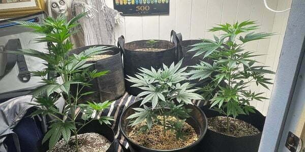 Purple sunset marijuana plants