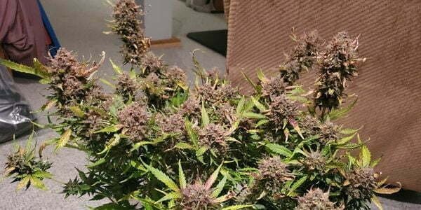 Purple sunset strain