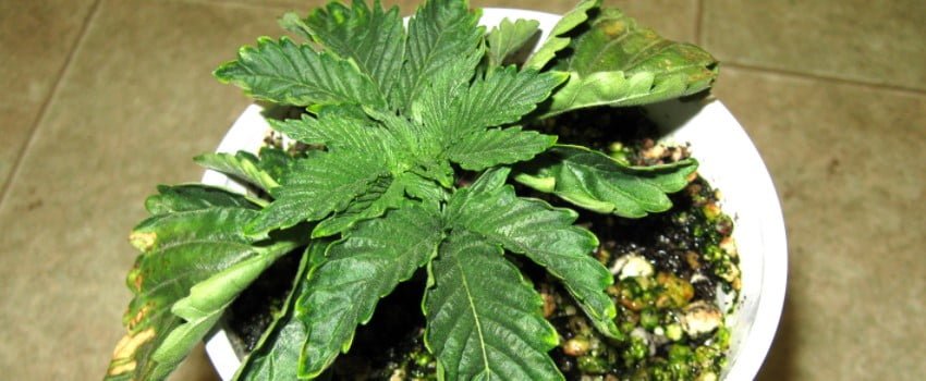 improper watering can cause brown spots on your weed plant