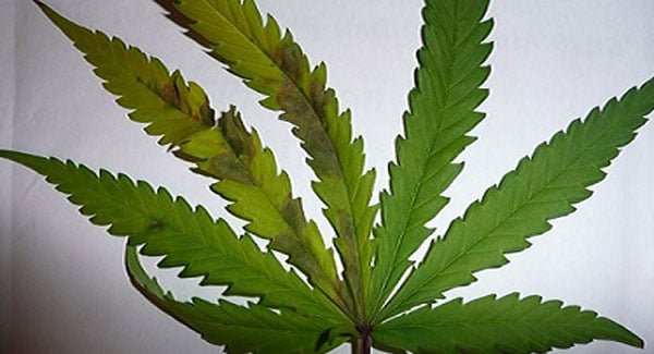Marijuana with Phosphorus Deficiency
