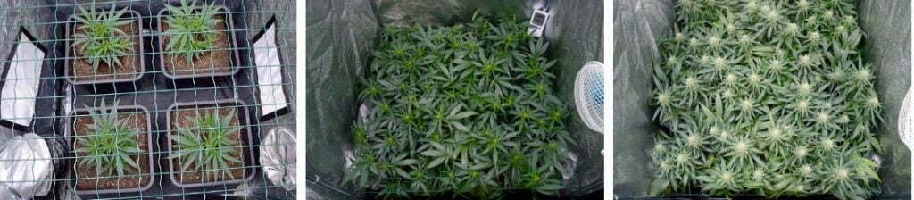 scrog yield