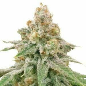 Wedding Cake Strain