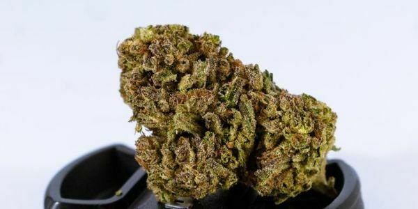 Donny Burger Bud