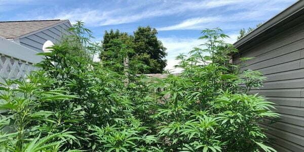 Growing marijuana outdoors