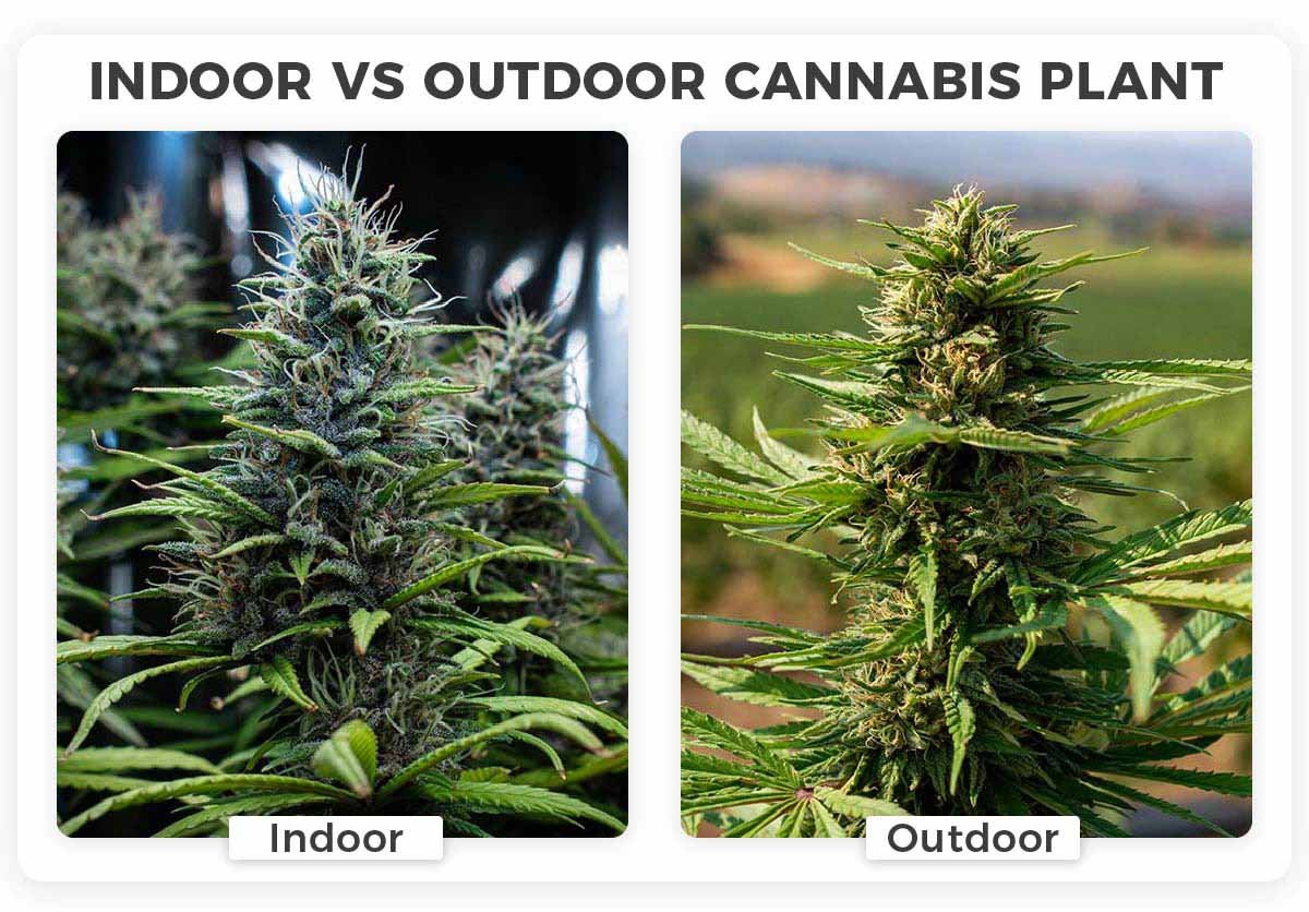 Growing marijuana indoor vs outdoor comparison