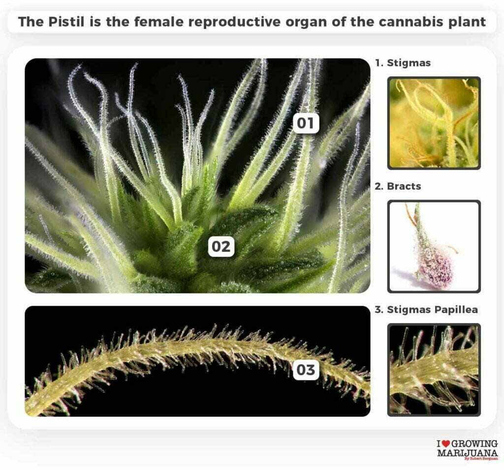 The reproductive organ of the female cannabis plant (Pistil) consists of the Bract, the Stigma, and the Stigma papillae.