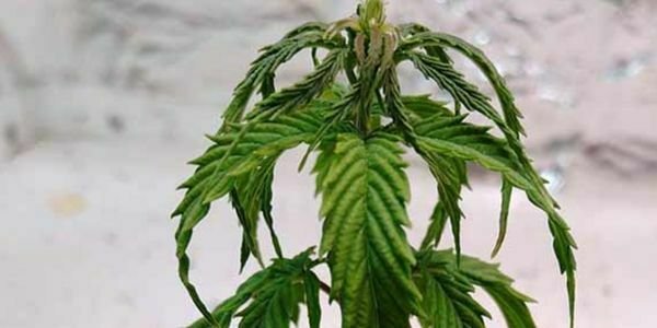 Pale and drooping marijuana plant