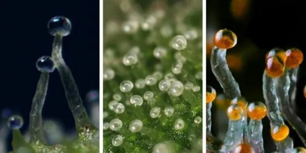 The three stages of trichome ripeness. FLTR: Clear / Milky / Amber