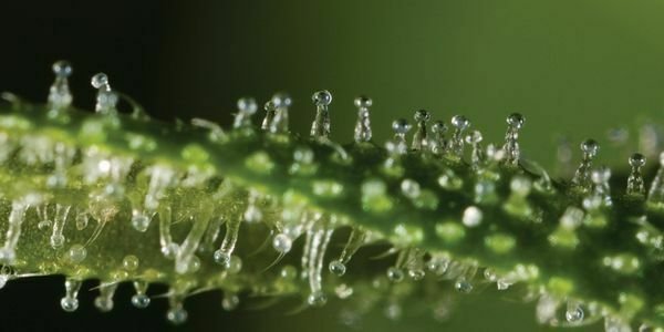 Clear cannabis trichomes