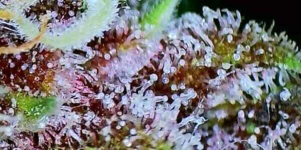 Amber color trichomes seen up close with a loupe