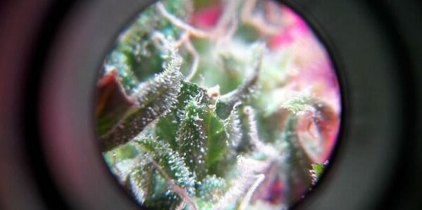 up close view of trichome colors