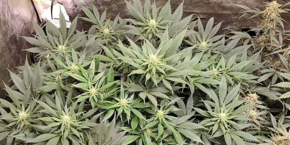 Auto marijuana plant