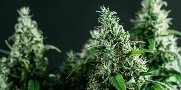 Cannabis cup strain winner