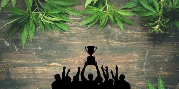 Cannabis cup strain winner