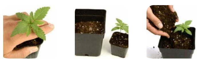 Carefully take plant and transplant