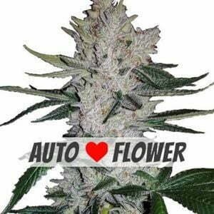 Gorilla Glue Auto Strain