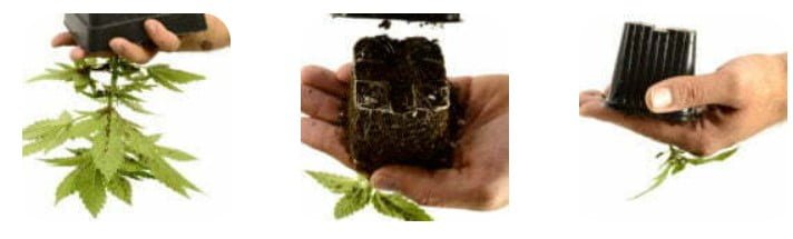 Turn marijuana plant upside down