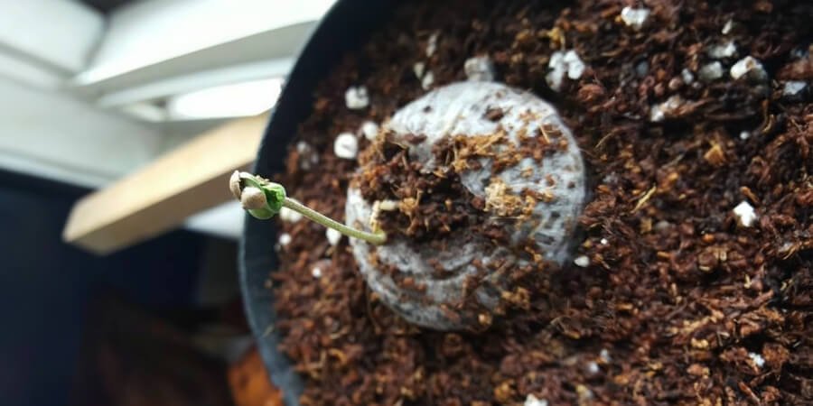 Marijuana seedling in rockwool