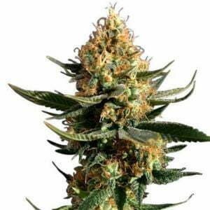 Chemdawg cannabis strain