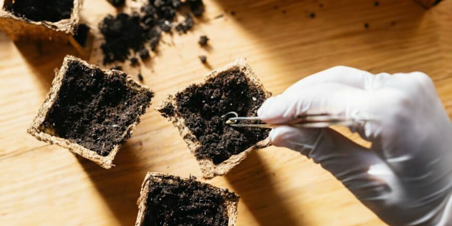 Identifying the first weed root
