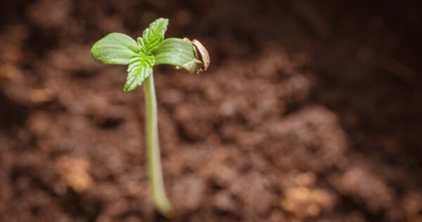 how to germinate autoflowering cannabis seeds