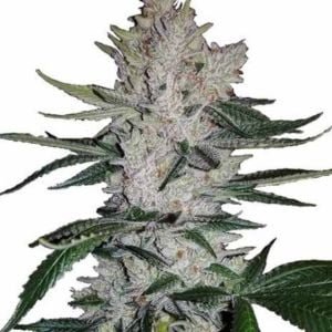 Gorilla Glue Strain