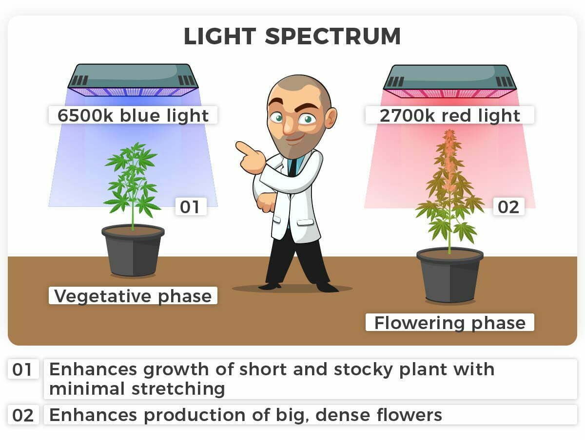 Light spectrum autoflower cannabis plant