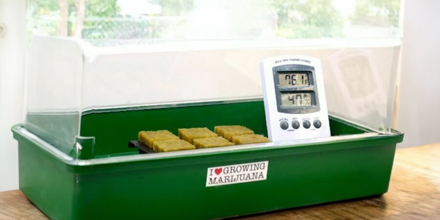 growtray marijuana plants