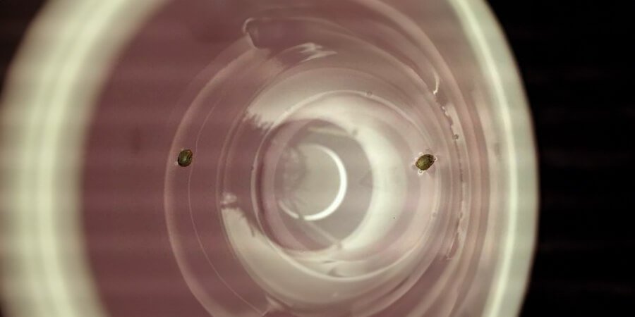 Cannabis seeds in water