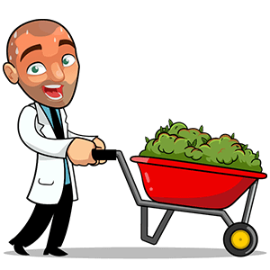 High yielding marijuana strain seeds