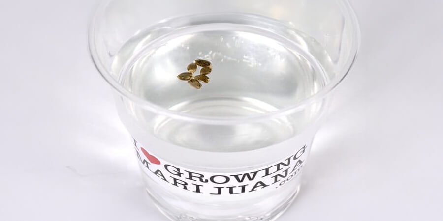 Marijuana seeds in water