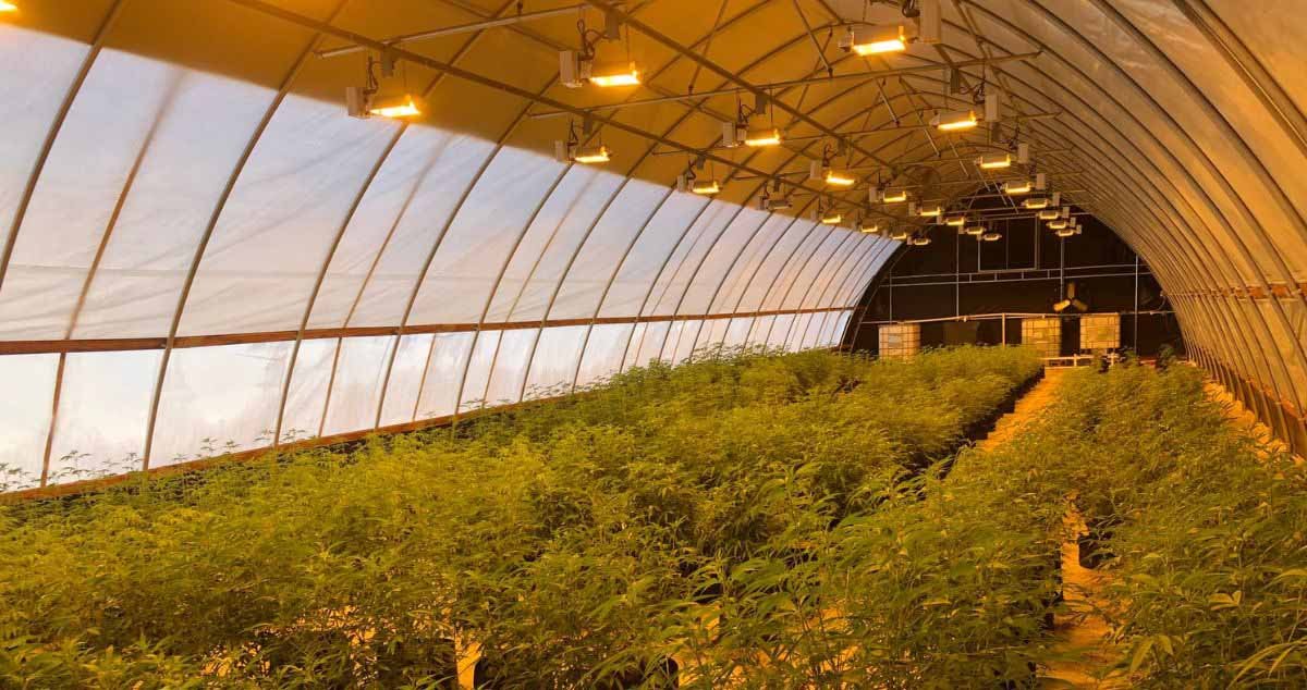 A fully automated greenhouse using light dep, like this one, might not be in a home grower's budget, but it's something to aspire to. Photo credit: HippieRunner1 from the ILGM forum