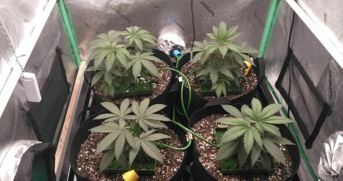 Automatic Watering System For Growing Cannabis