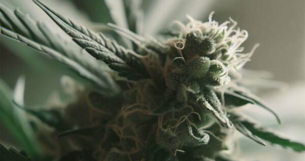 Black Dog strain