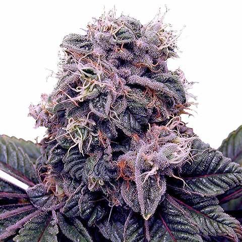 Blackberry Kush Feminized