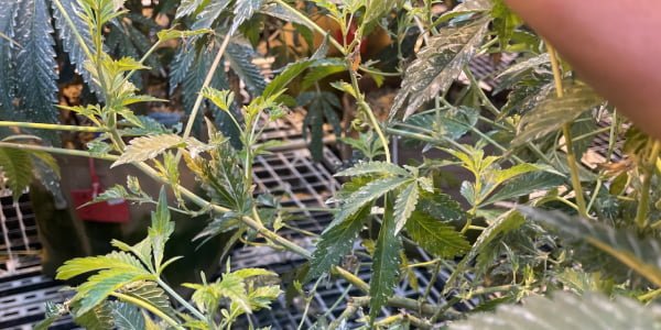 Cannabis plants suffering from HLVd