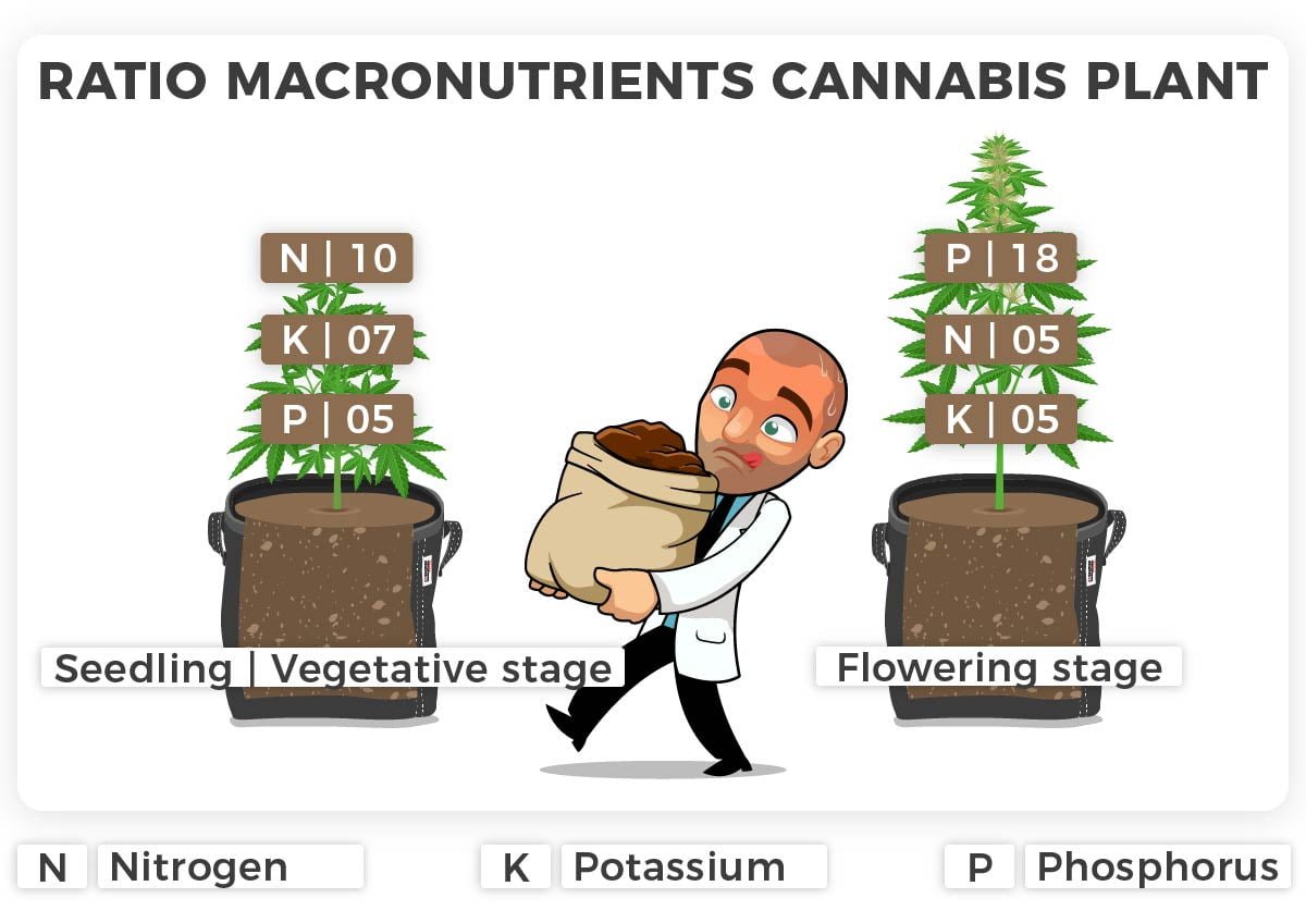 ILGM Pot type influences root zone and drainage for a cannabis plant