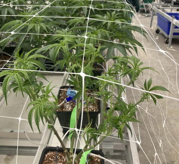 This very first marijuana plant on the table shows early signs of stunting associated with HLVd. You can see how the other plants have more leaves and have bushier, more healthy-looking growth compared to the infected plant.