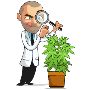 Bergman inspecting a cannabis seed