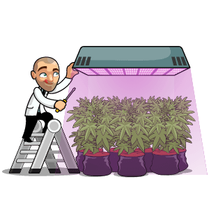 Bergman and his feminized plants