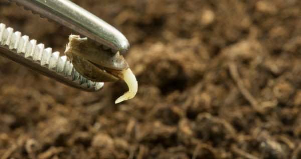 germinating autoflowering seeds before transporting