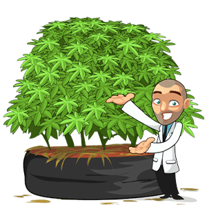 outdoor cannabis plant