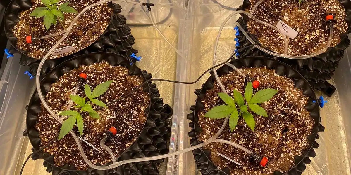A typical a self watering system for growing marijuana in an indoor grow tent