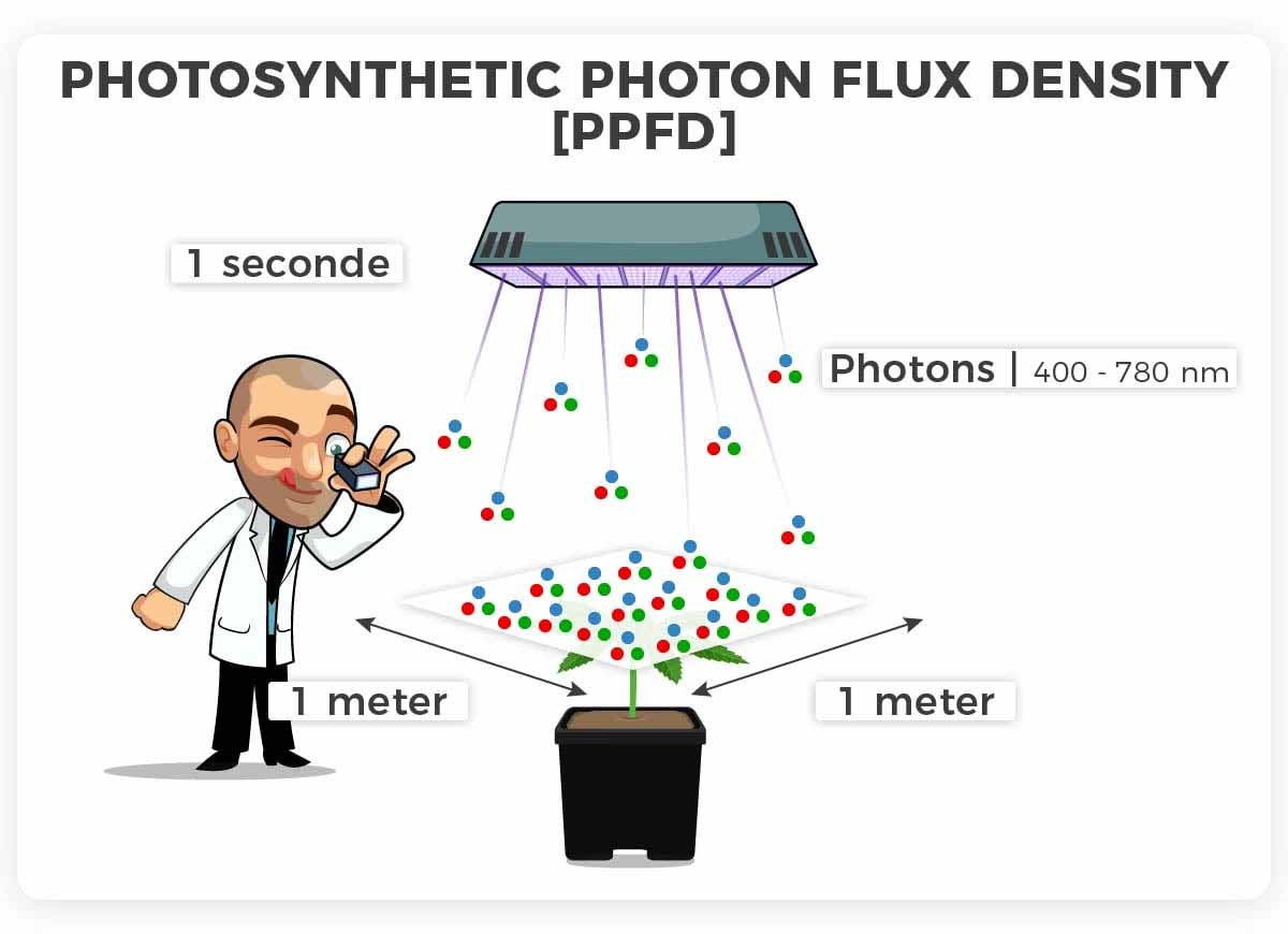 An infographic that shows what PPFD is and how it works